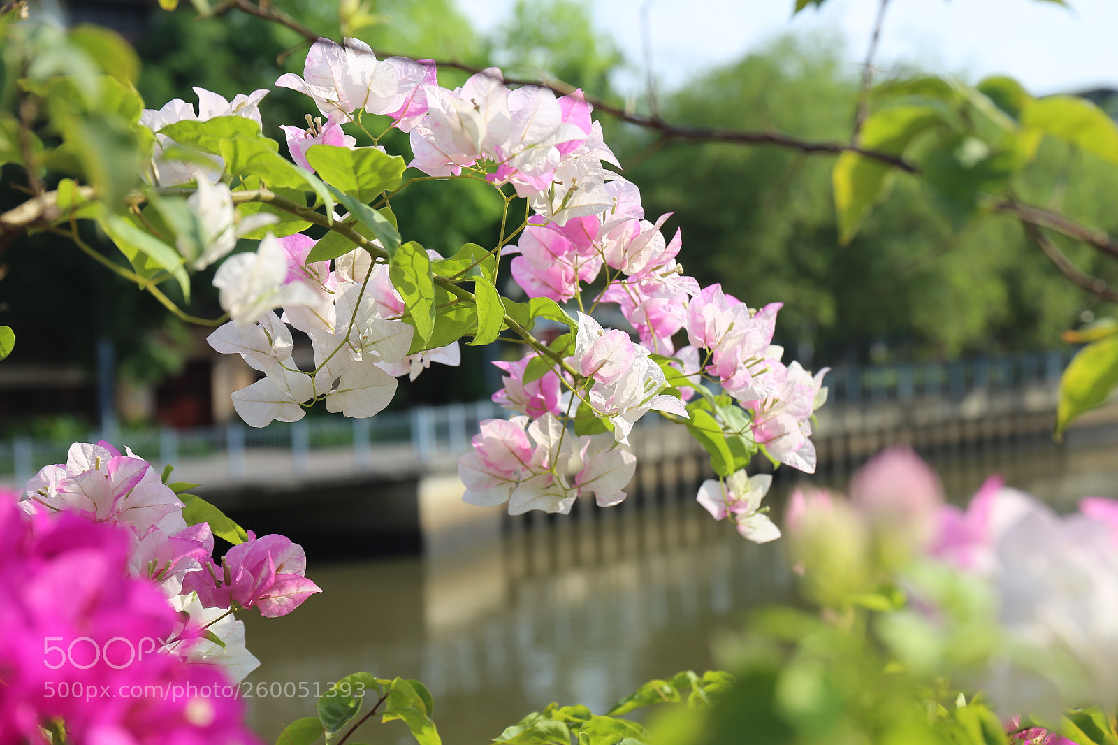 Canon EF 24-70mm F4L IS USM sample photo. Hoa giay photography