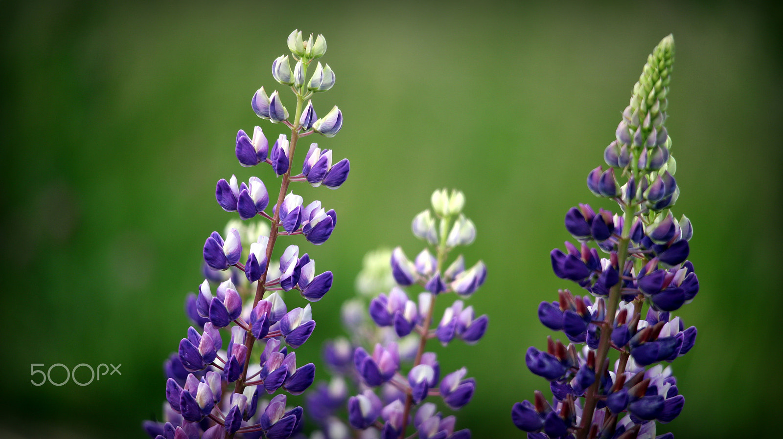 Canon EOS M + Canon EF-S 55-250mm F4-5.6 IS STM sample photo. Bright spring photography