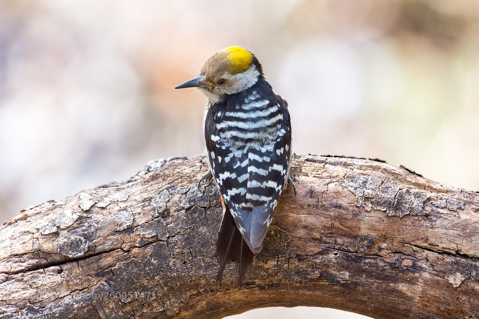 Nikon D5200 sample photo. Brown fronted woodpecker photography