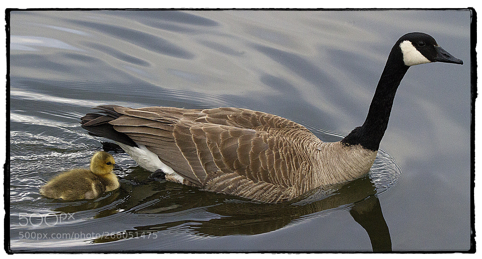 Canon EOS 7D sample photo. Canada goose and gosling. photography