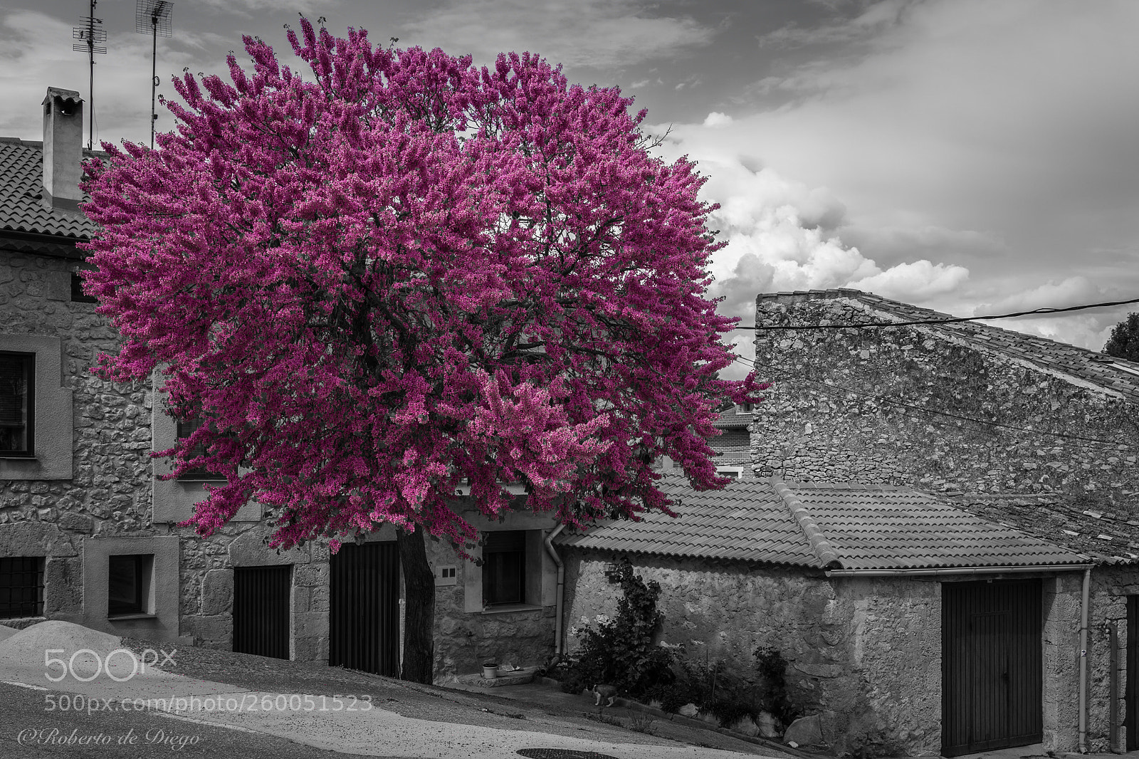 Sony a7 II sample photo. Exuberancia en magenta. photography