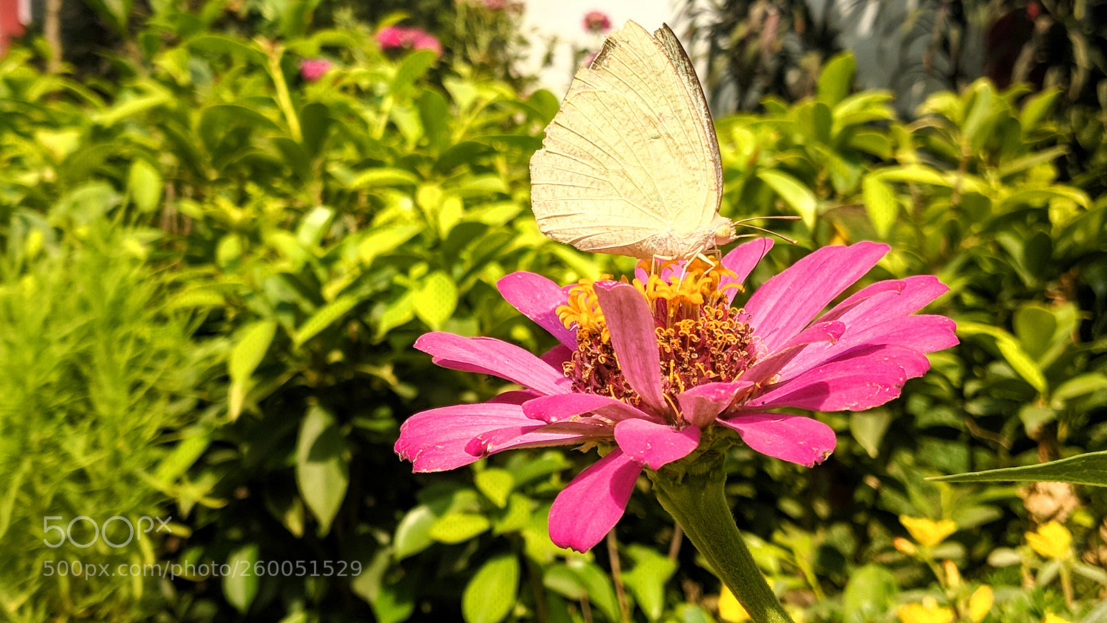 Xiaomi Mi A1 sample photo. Butterfly with flower photography