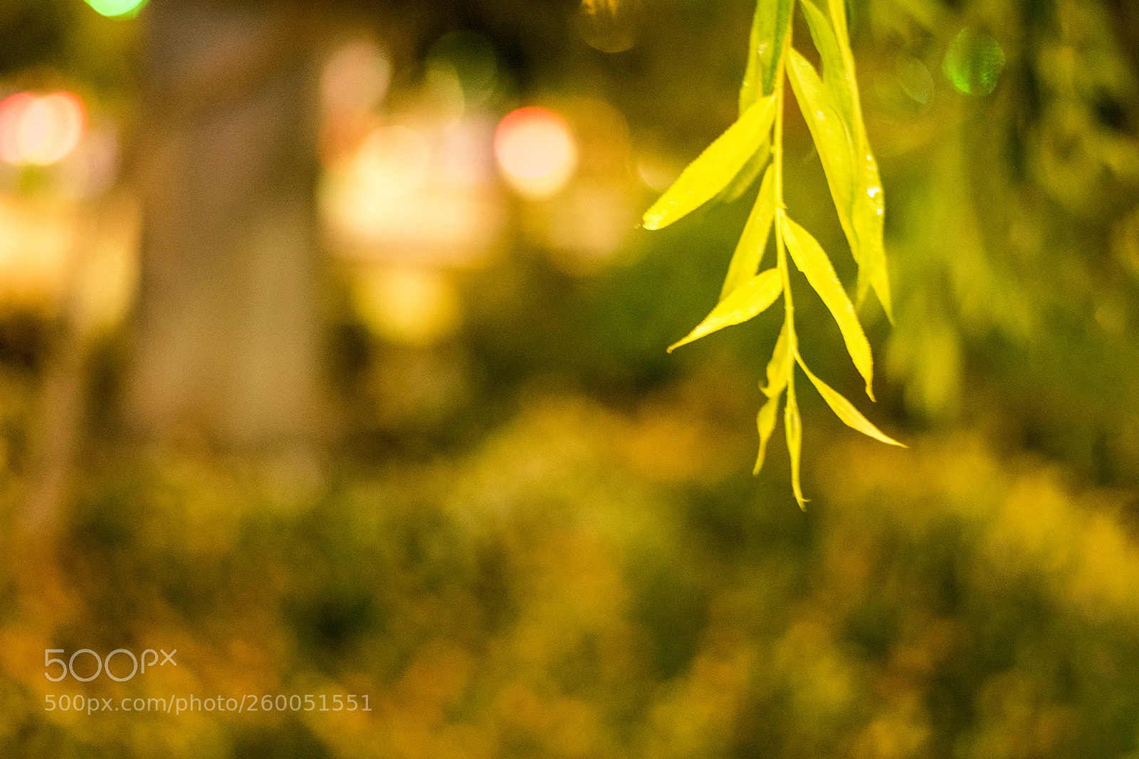Nikon D3400 sample photo. Leaf photography
