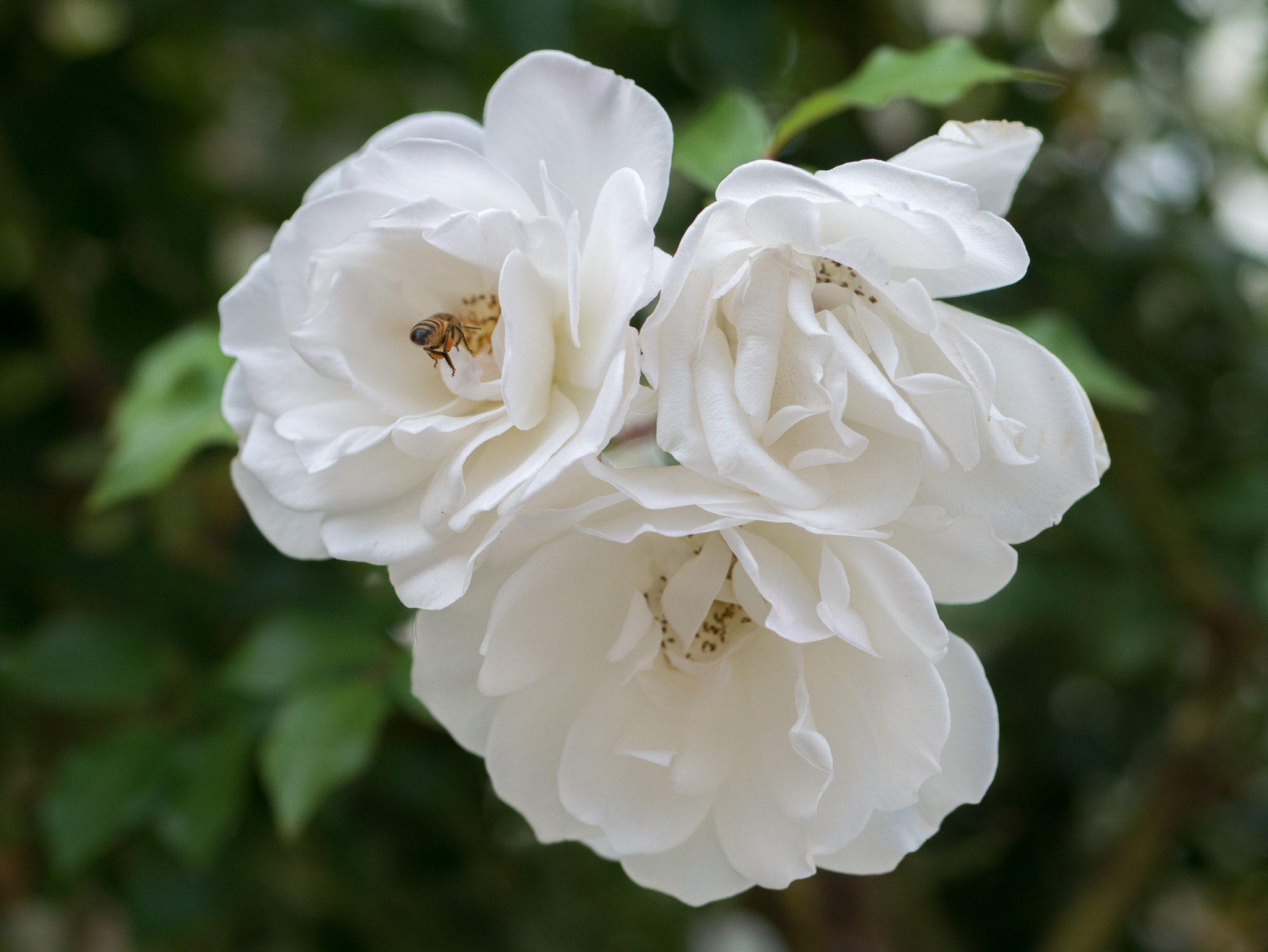 Panasonic Lumix DMC-G7 sample photo. "guideline of odds" photography