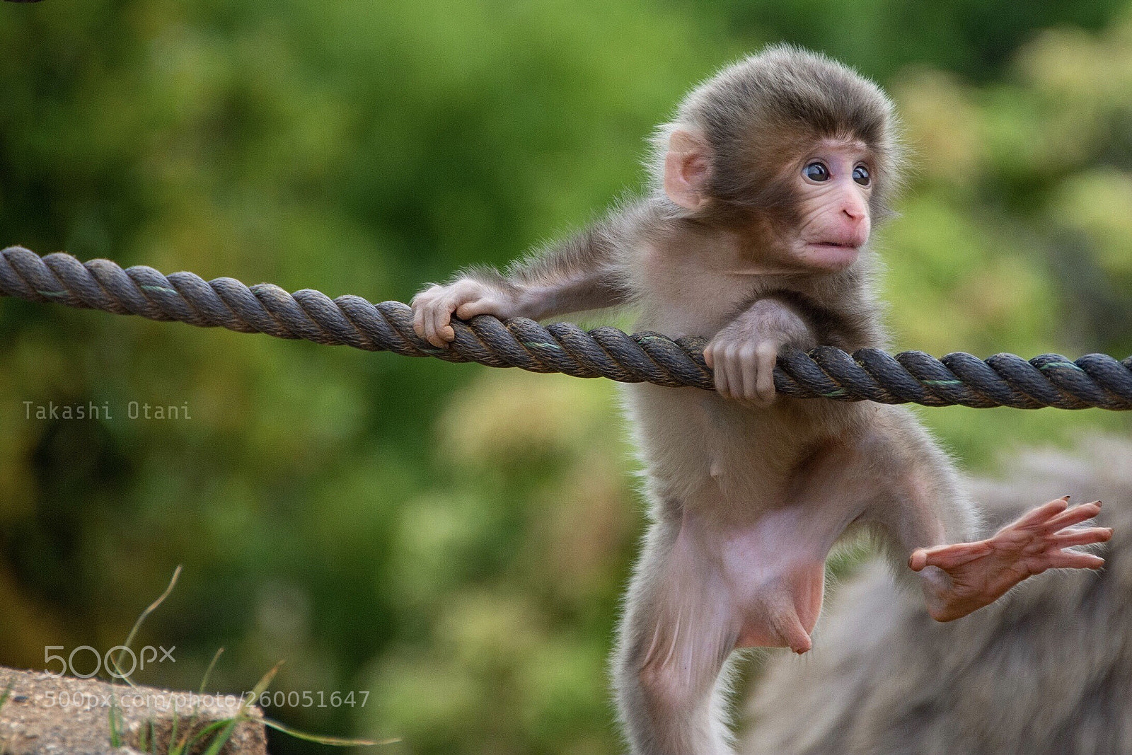 Nikon D7200 sample photo. Monkey baby photography