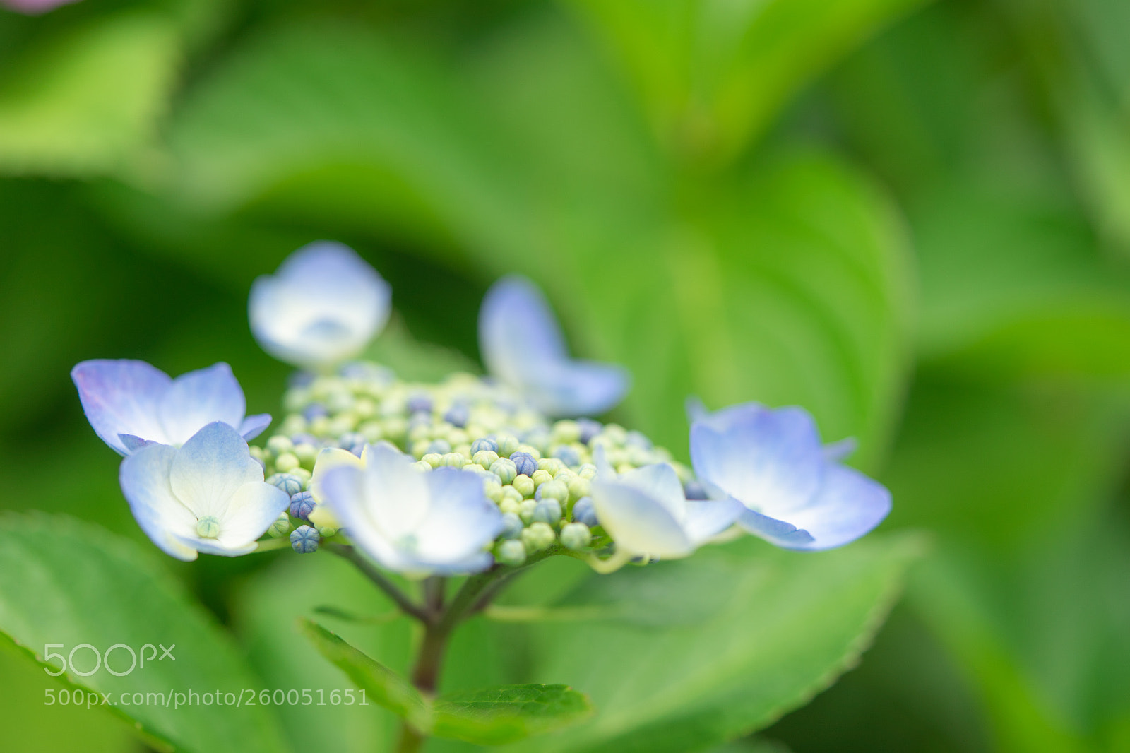 Sony a7 II sample photo. Hydrangea photography