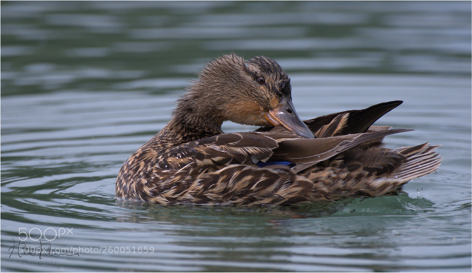 Nikon D750 sample photo. Preening time photography