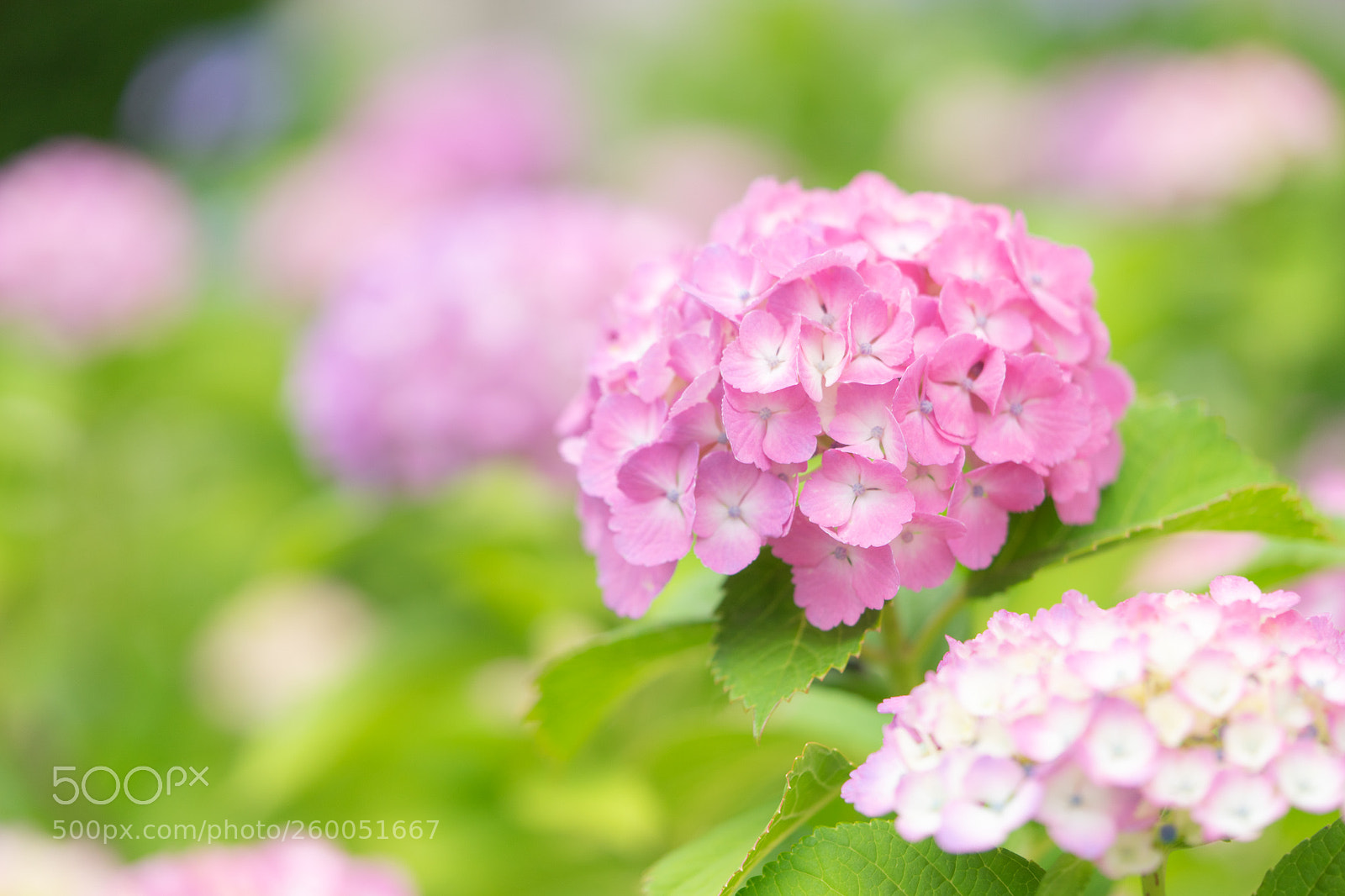 Sony a7 II sample photo. Hydrangea photography
