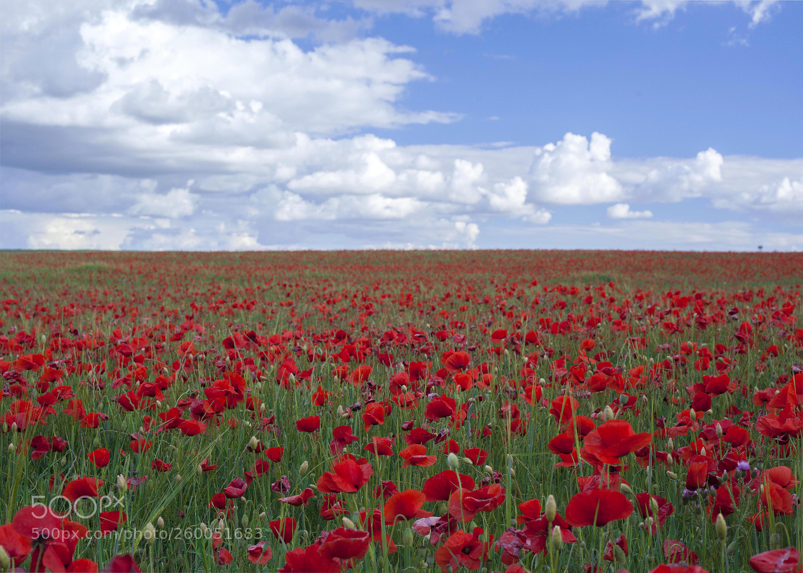 Canon EOS 5D Mark II sample photo. Poppy field photography