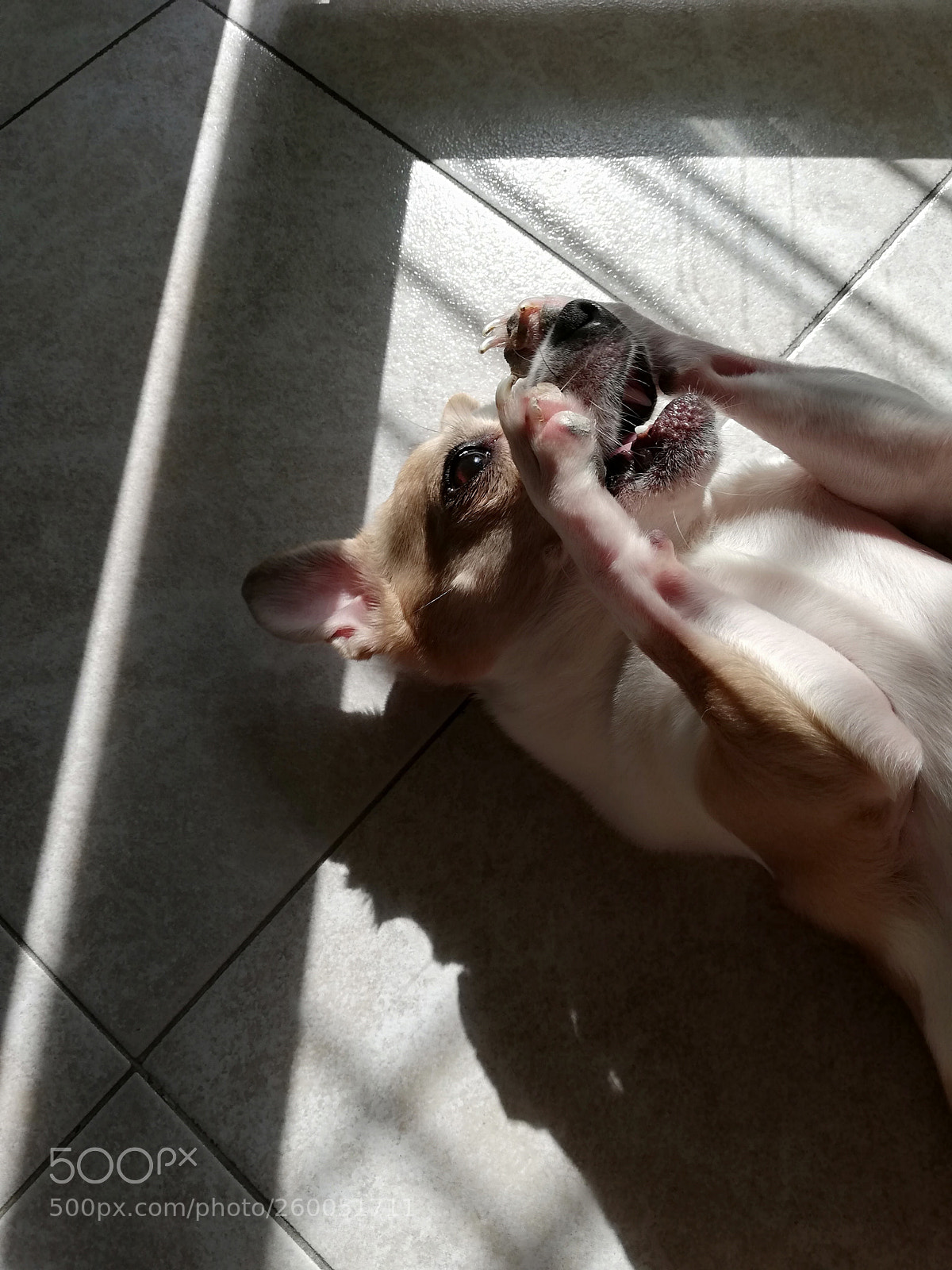 HUAWEI P20 lite sample photo. Dog photography