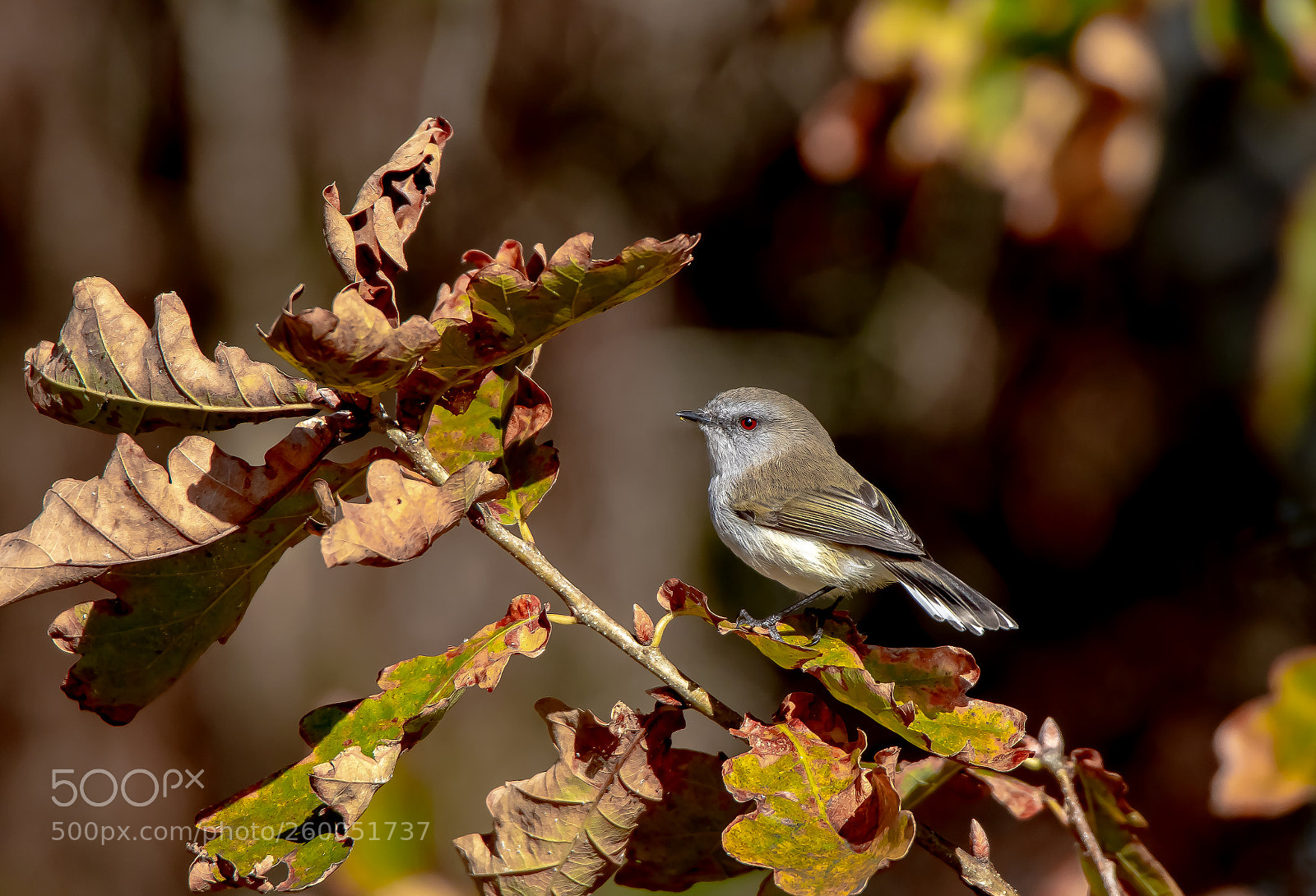 Canon EOS 7D Mark II sample photo. Grey warbler photography