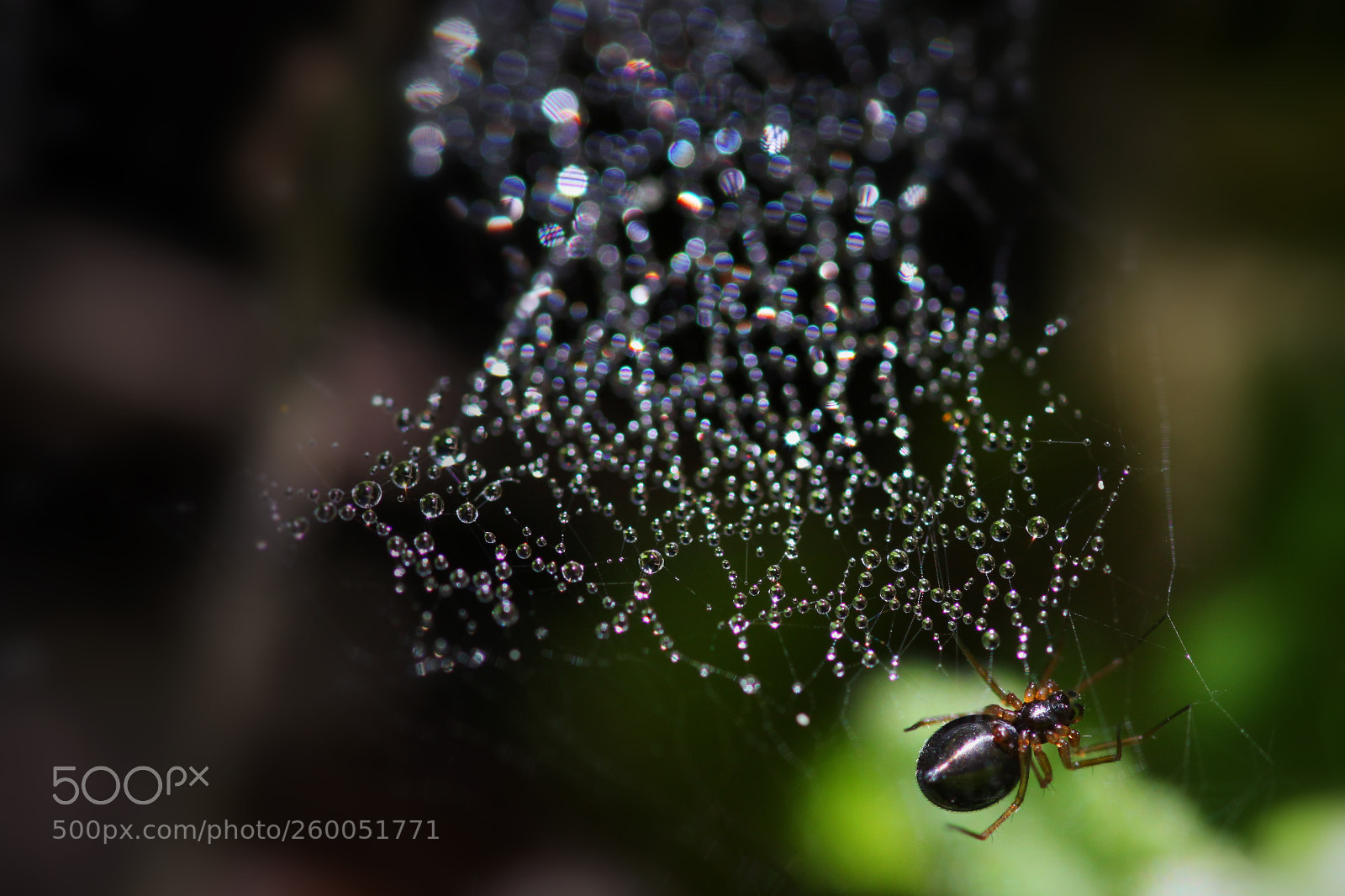 Canon EOS 50D sample photo. The spider photography