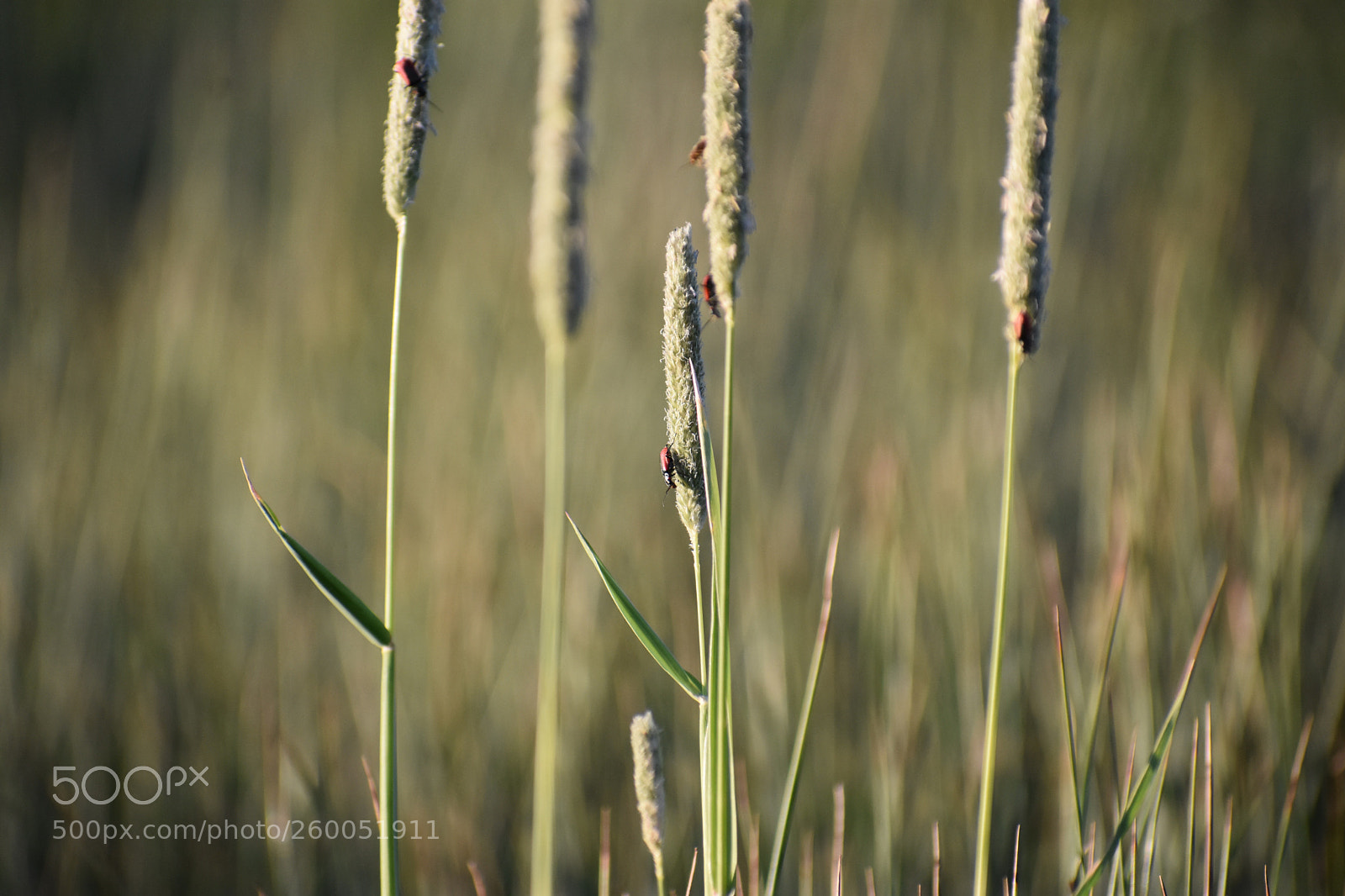 Nikon D3400 sample photo. Mighty blades of grass photography