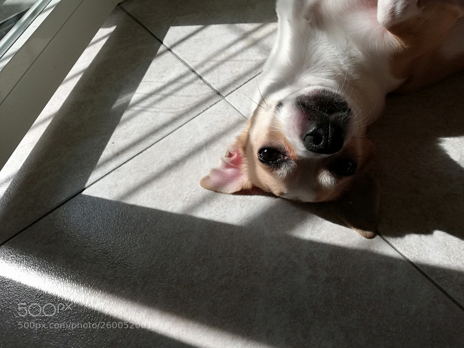 HUAWEI P20 lite sample photo. Dog photography