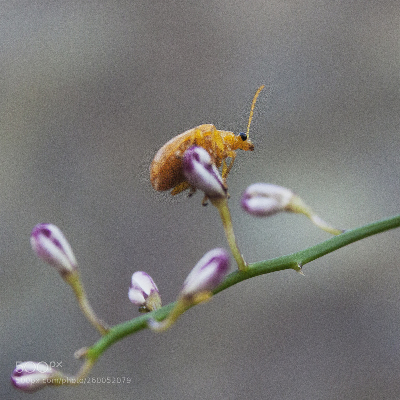 Canon EOS 500D (EOS Rebel T1i / EOS Kiss X3) sample photo. Resting on flower pod photography