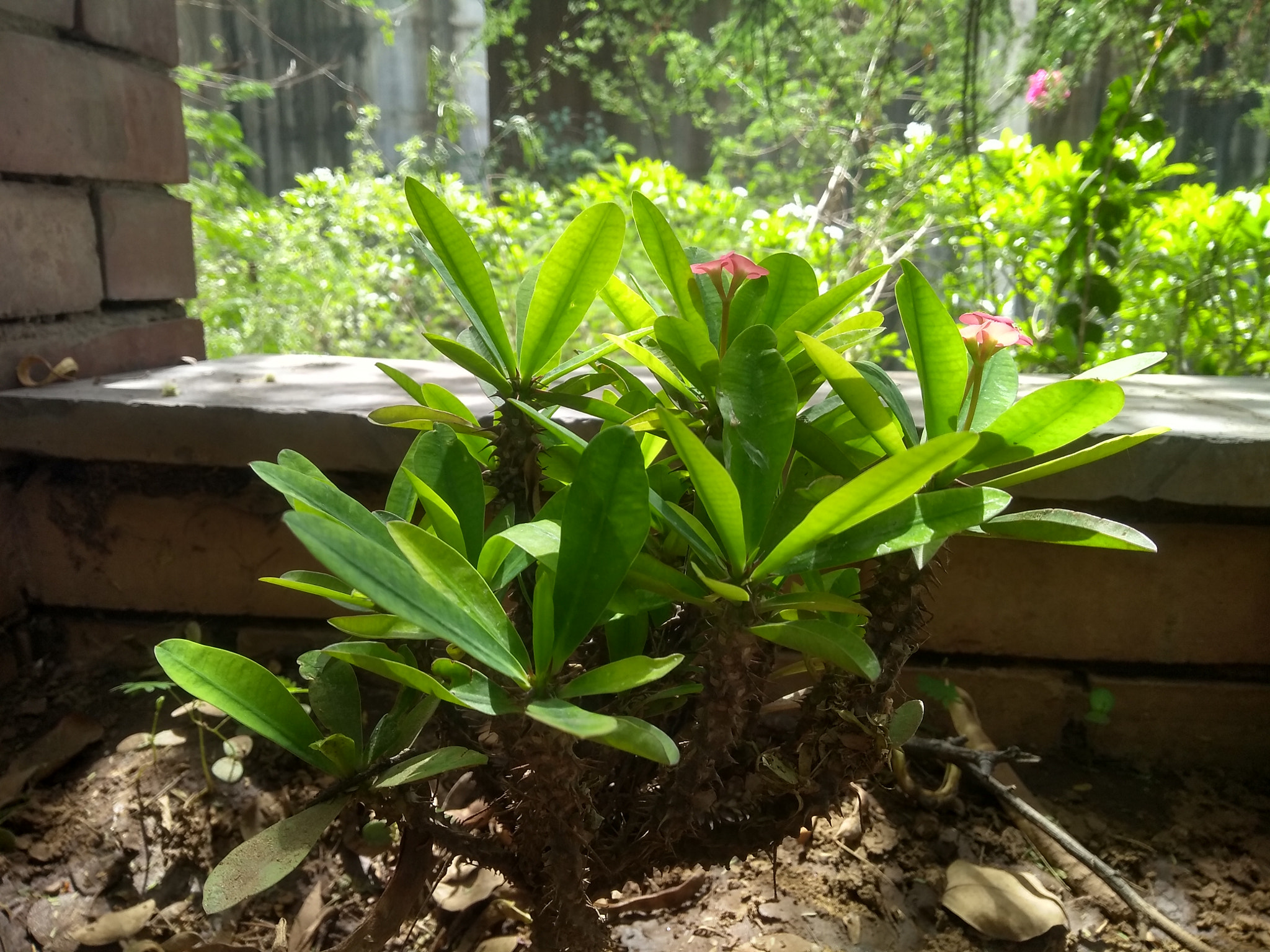 Motorola Moto G (5S) Plus sample photo. Portrayed plant life photography