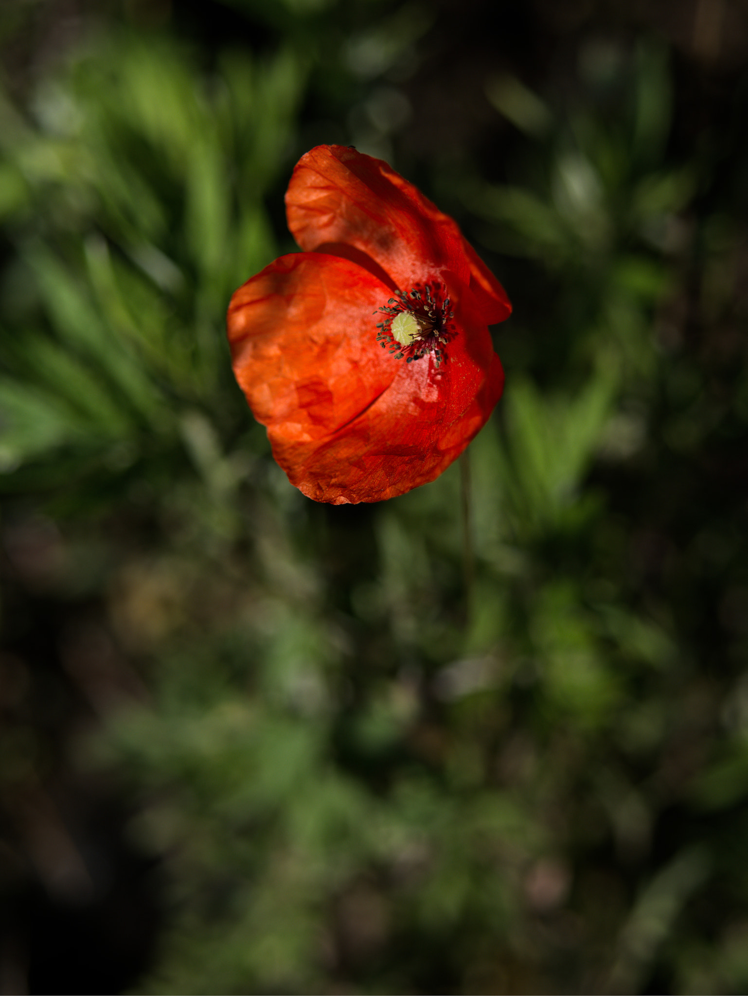 Panasonic Lumix DC-GX9 sample photo. Gentil coquelicot photography