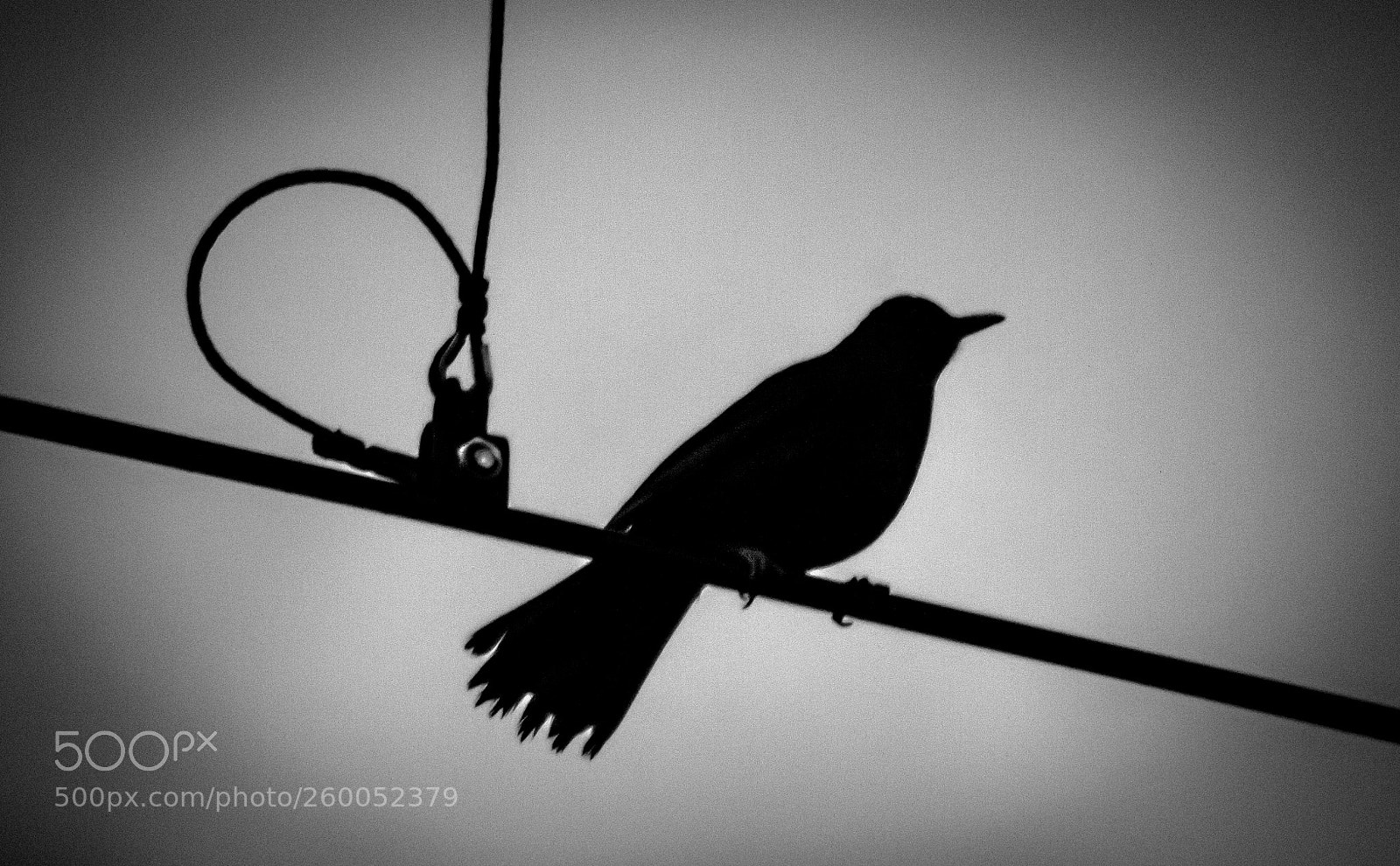 Nikon D3100 sample photo. On a wire photography