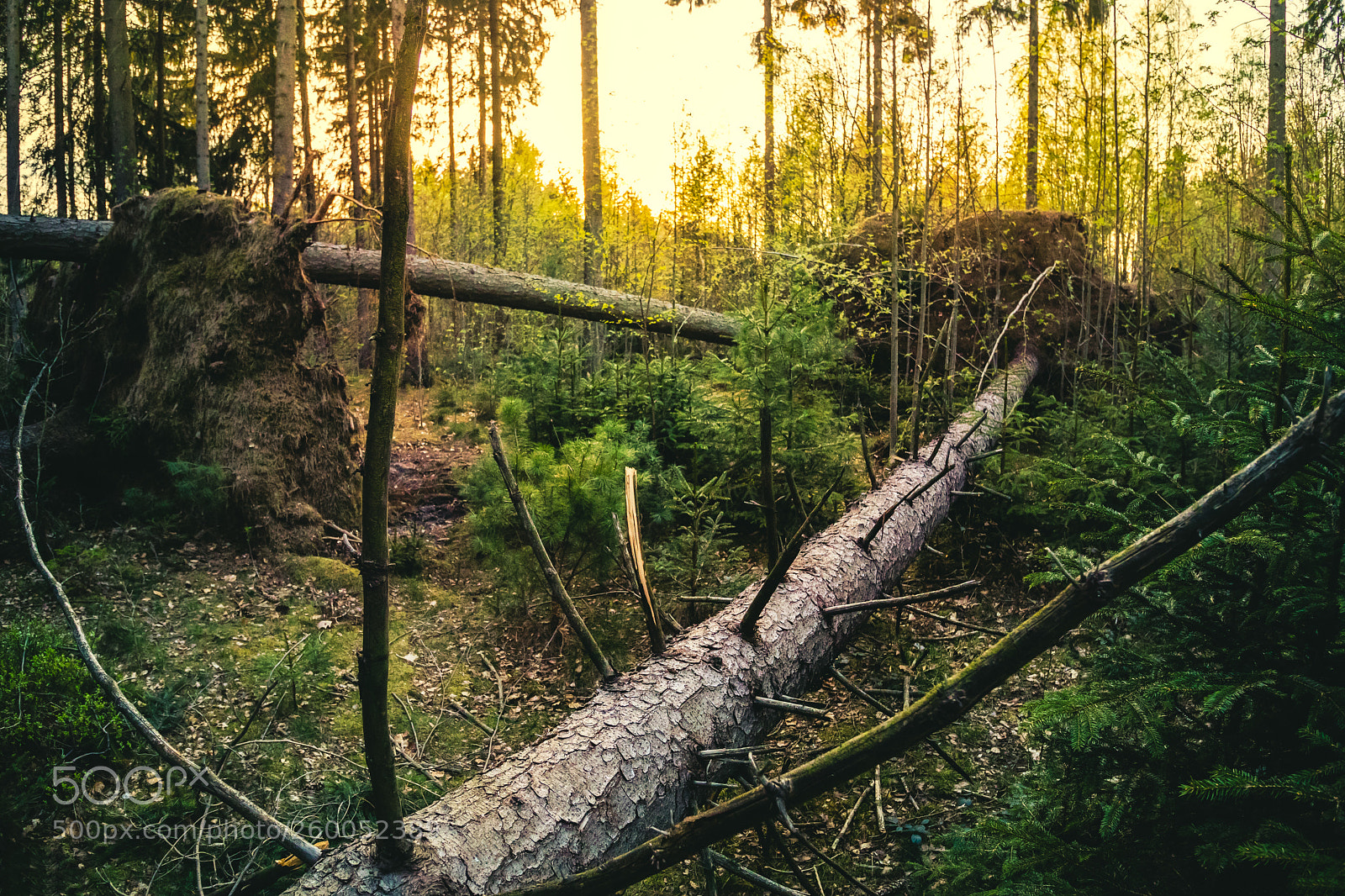 Canon EOS 80D sample photo. Fallen trees i photography