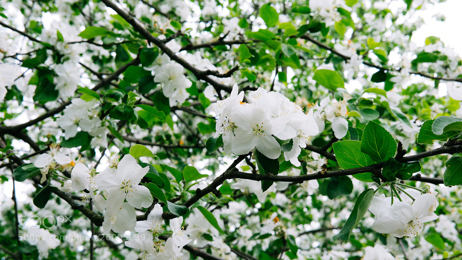 Fujifilm X-T1 sample photo. Apple photography