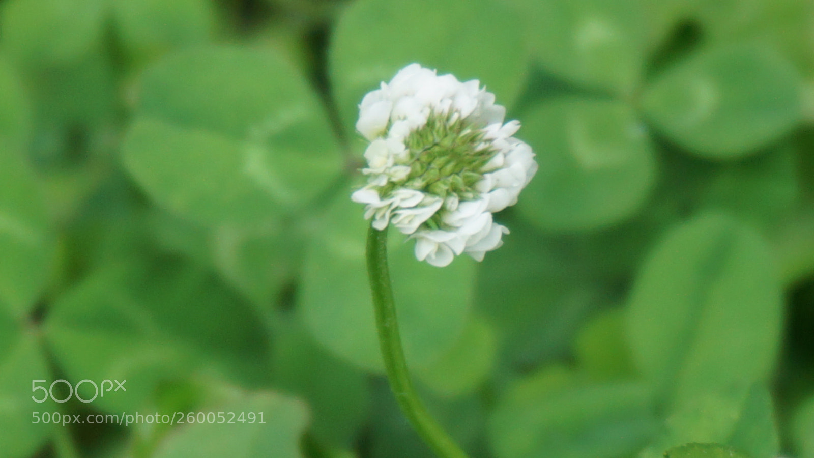Sony a6000 sample photo. Flower photography