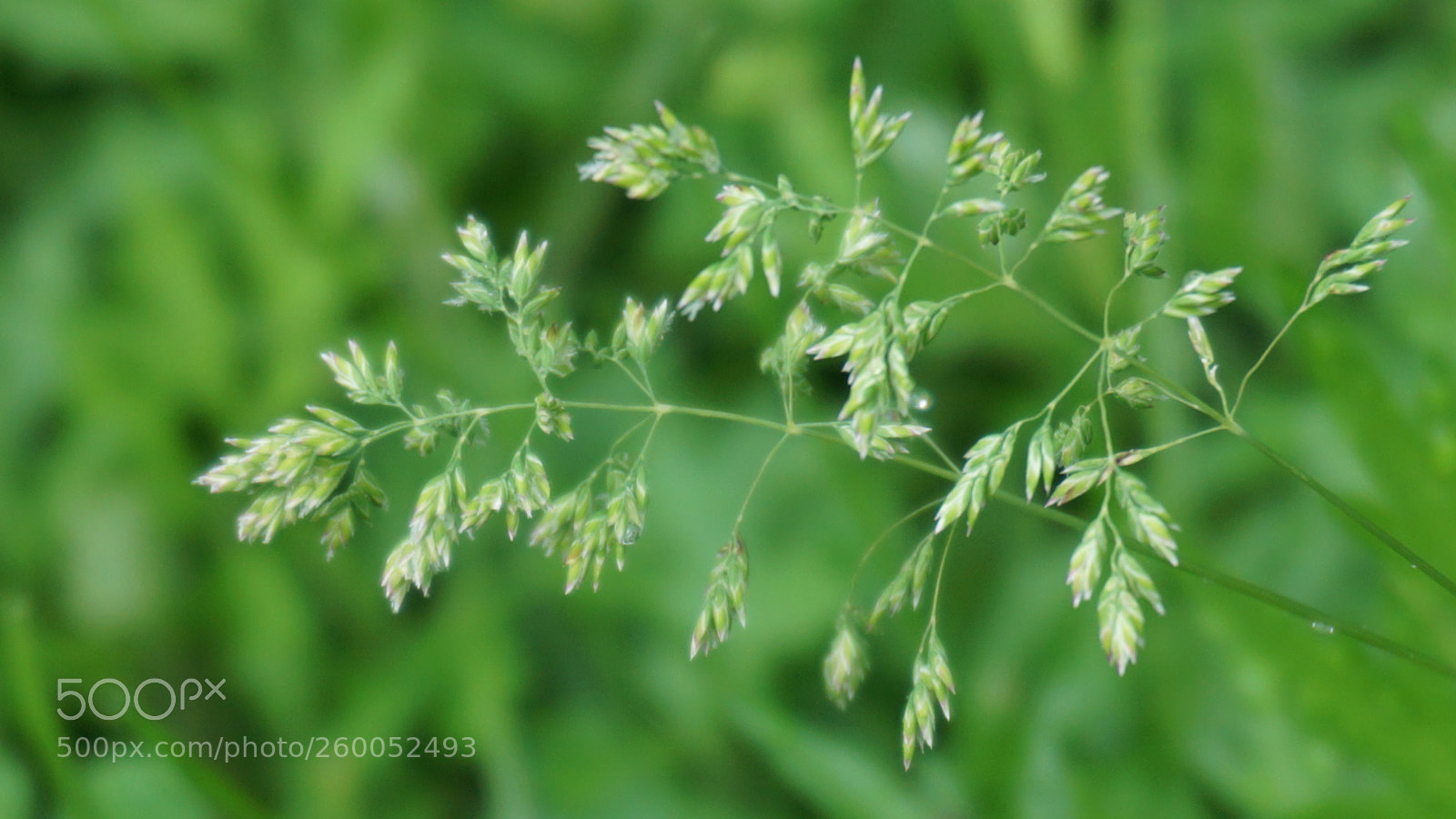 Sony a6000 sample photo. Flower photography