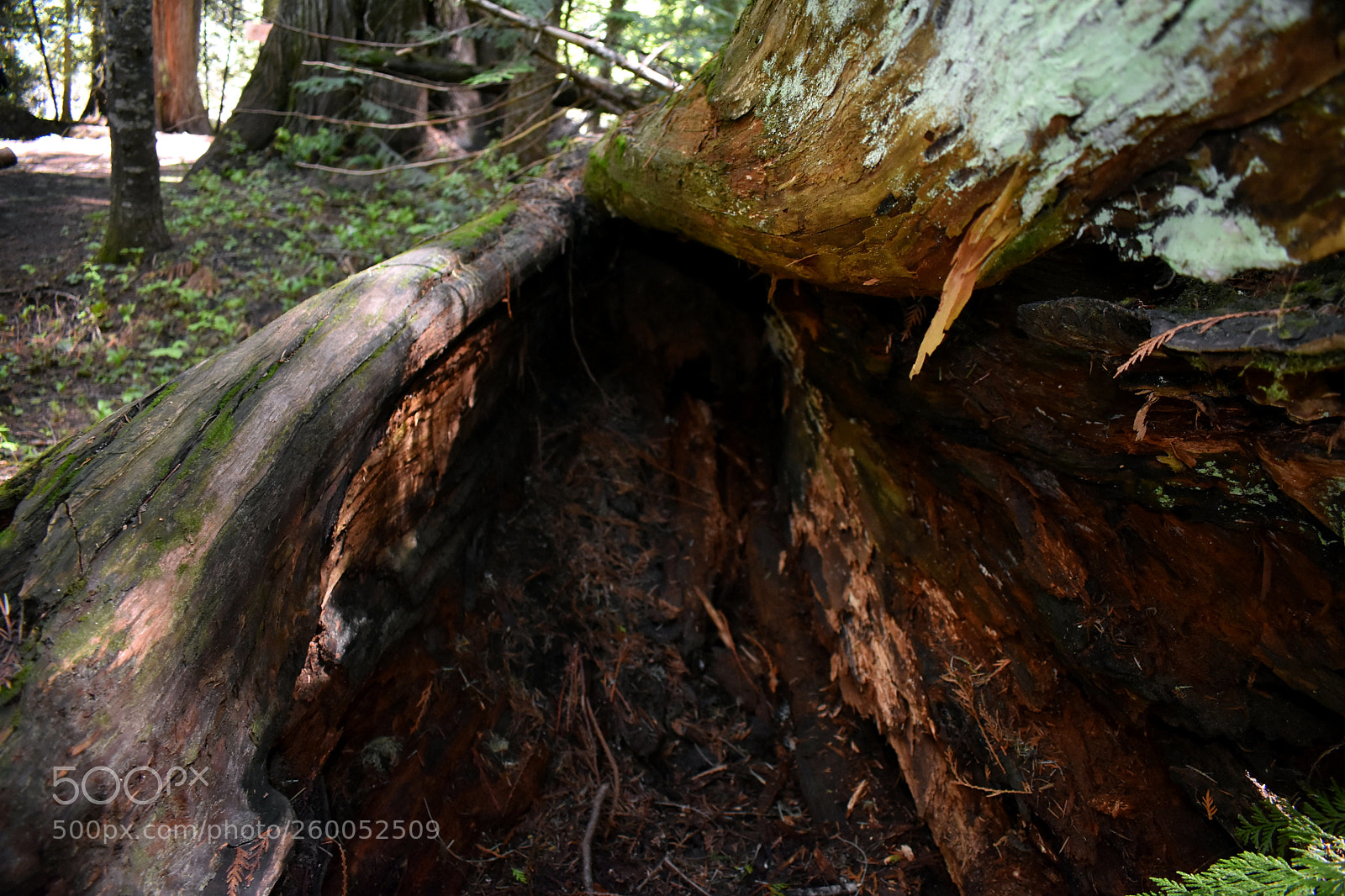 Nikon D3400 sample photo. Decaying cedar tree photography