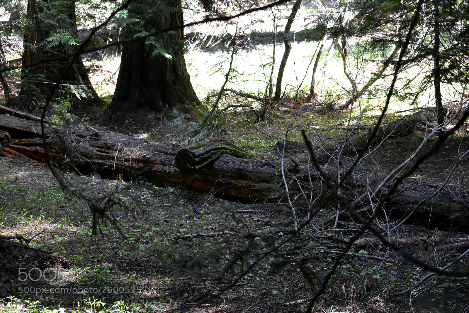 Nikon D3400 sample photo. Lazy tree photography