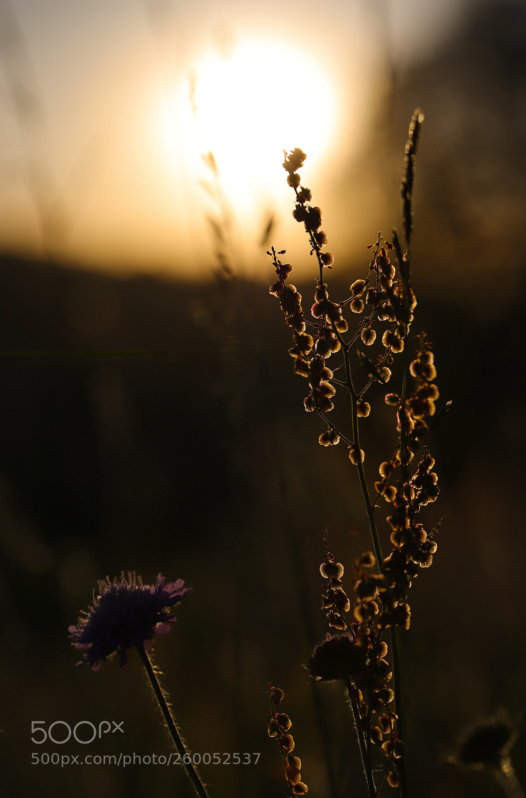 Canon EOS 6D Mark II sample photo. Wildflower2 photography