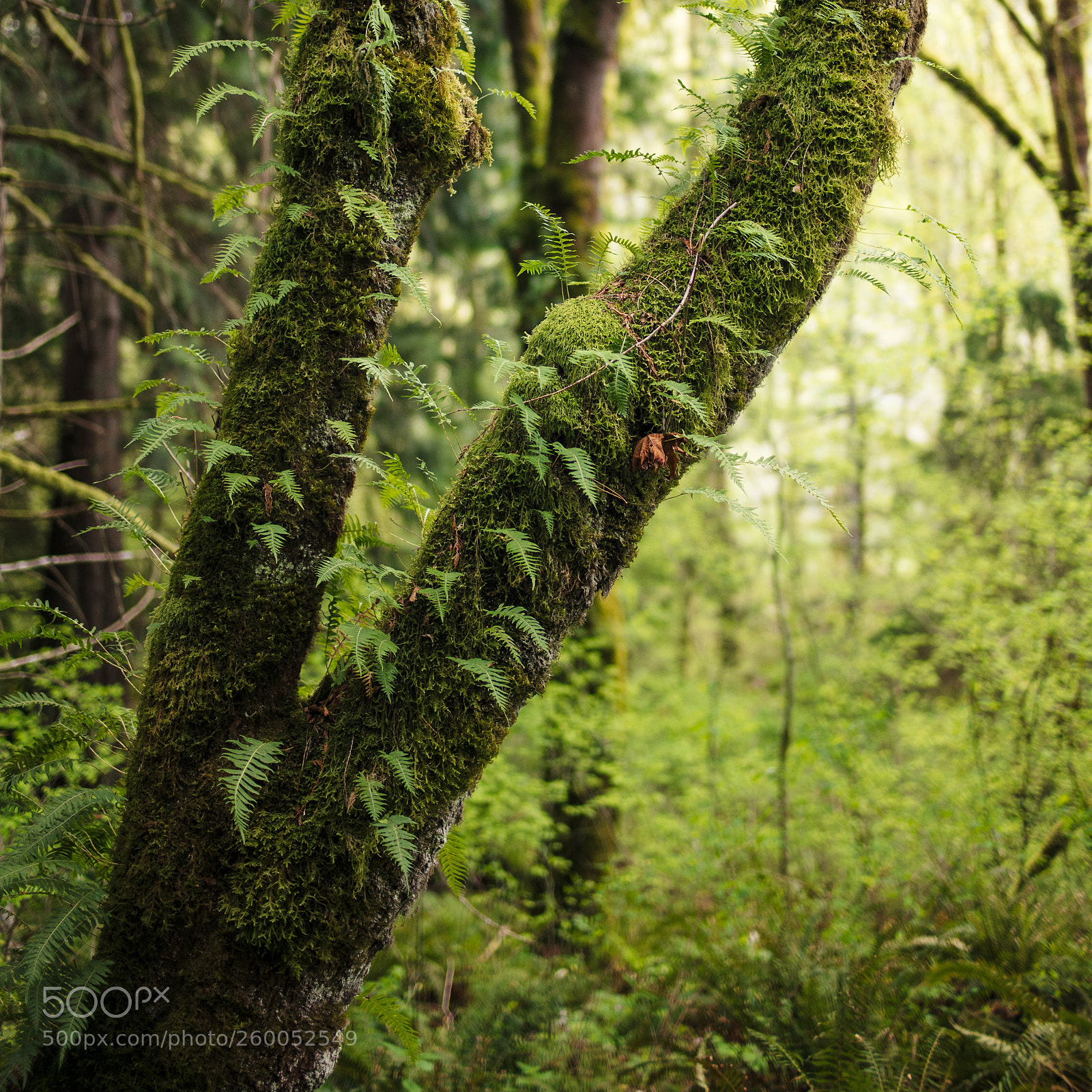 Sony a7 II sample photo. Ferns photography