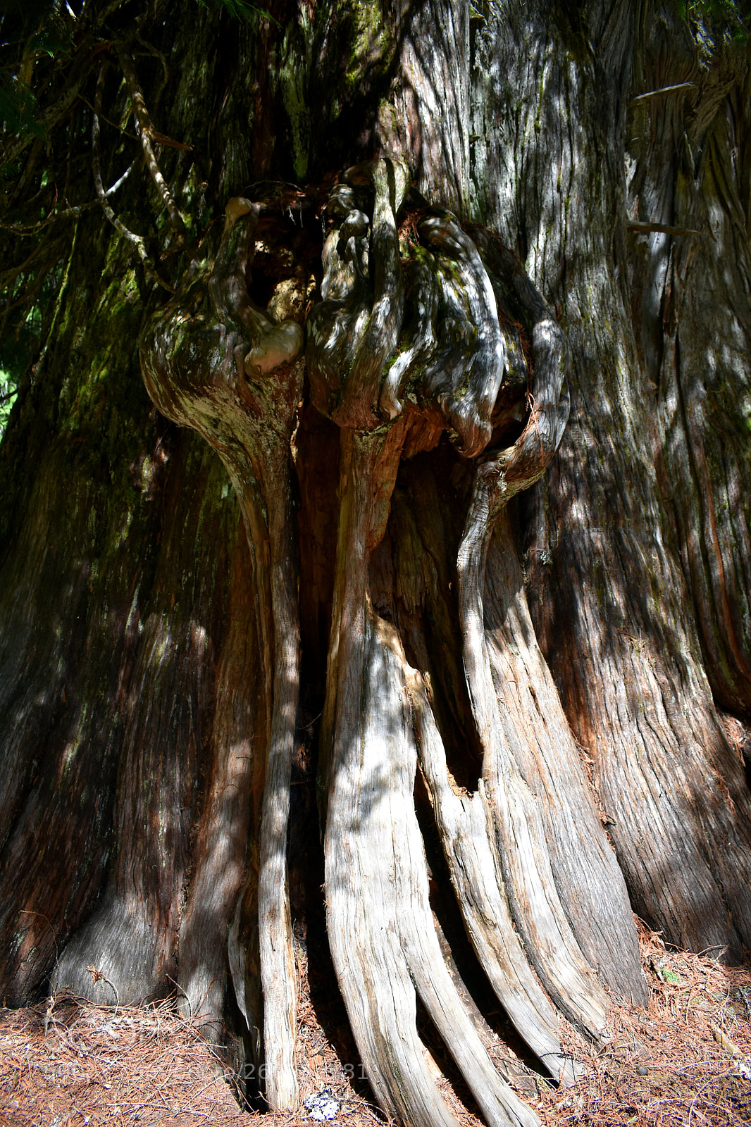 Nikon D3400 sample photo. Giant cedar tree new photography