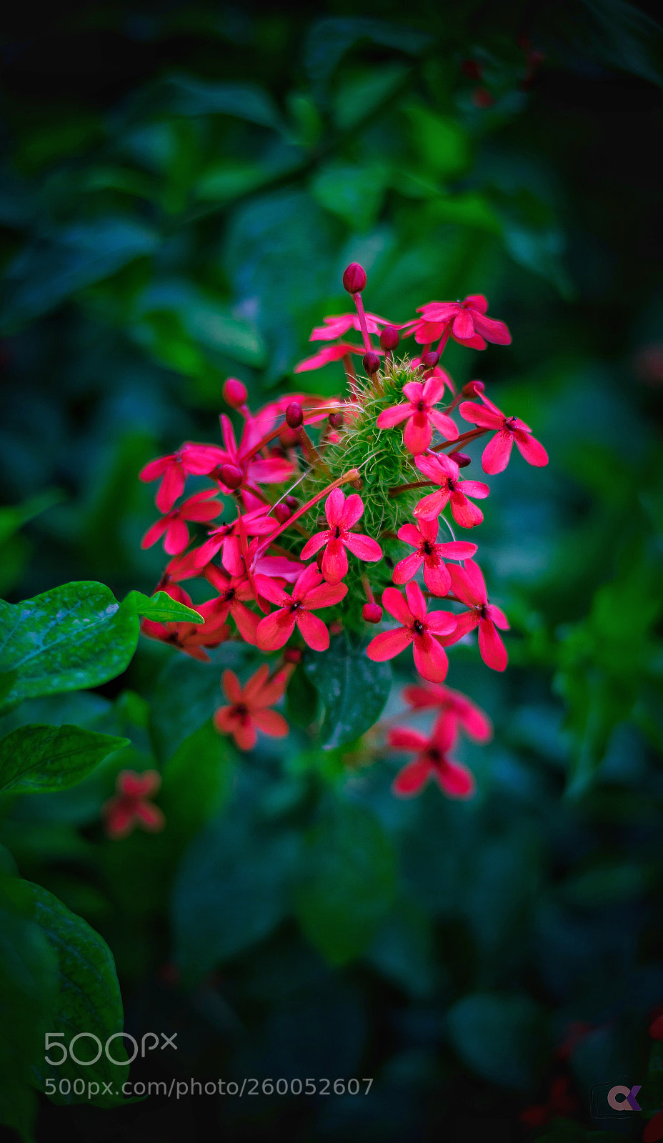 Nikon D5300 sample photo. Flower photography