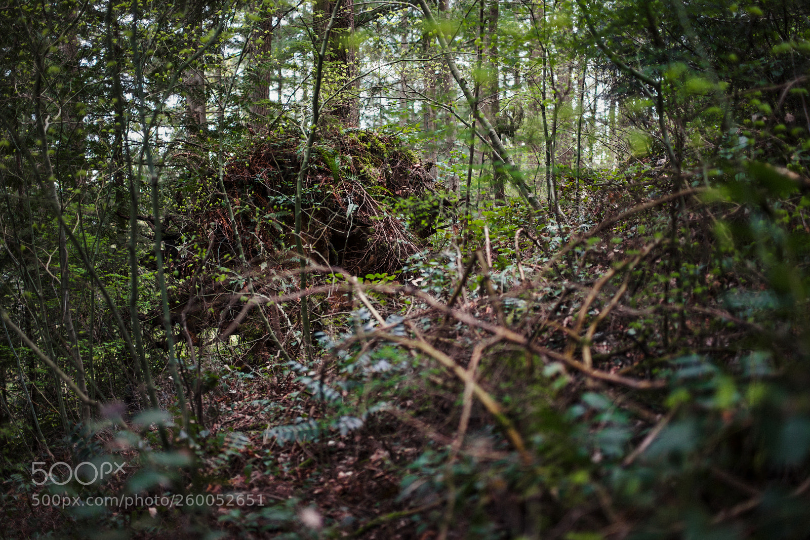 Sony a7 II sample photo. The thing in the photography