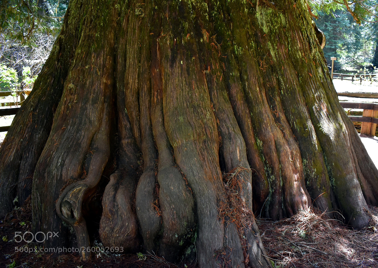 Nikon D3400 sample photo. Giant cedar tree new photography