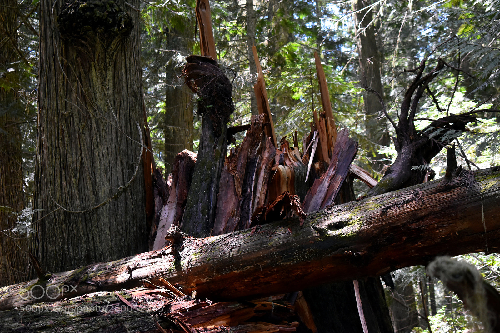 Nikon D3400 sample photo. Splintered cedar tree photography