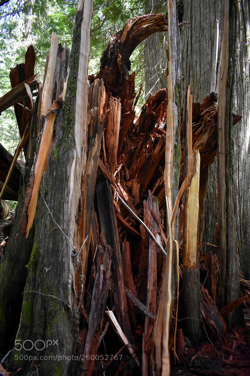 Nikon D3400 sample photo. Splintered cedar tree photography