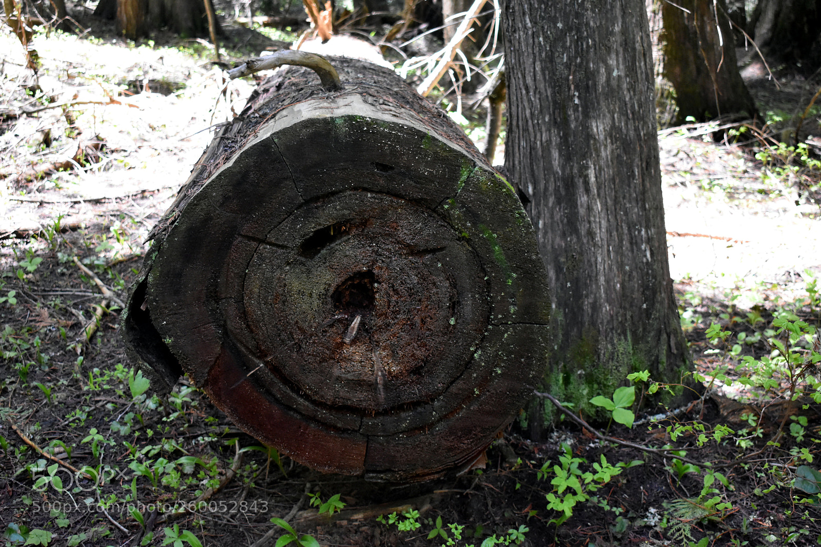 Nikon D3400 sample photo. Log face photography