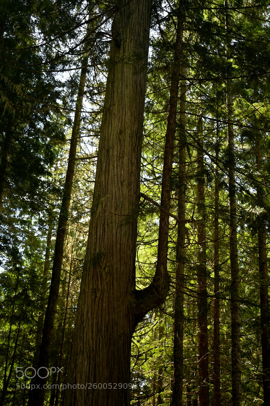 Nikon D3400 sample photo. He-man tree photography