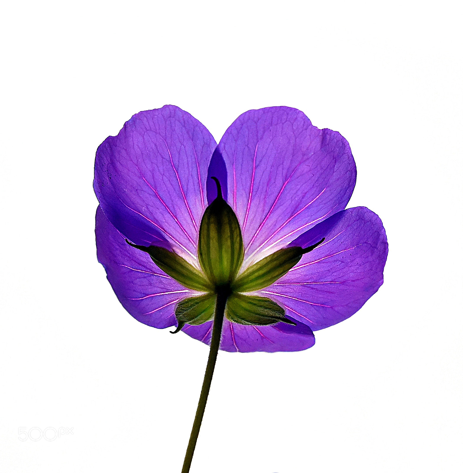 Nikon D810 sample photo. Bottom's up photography