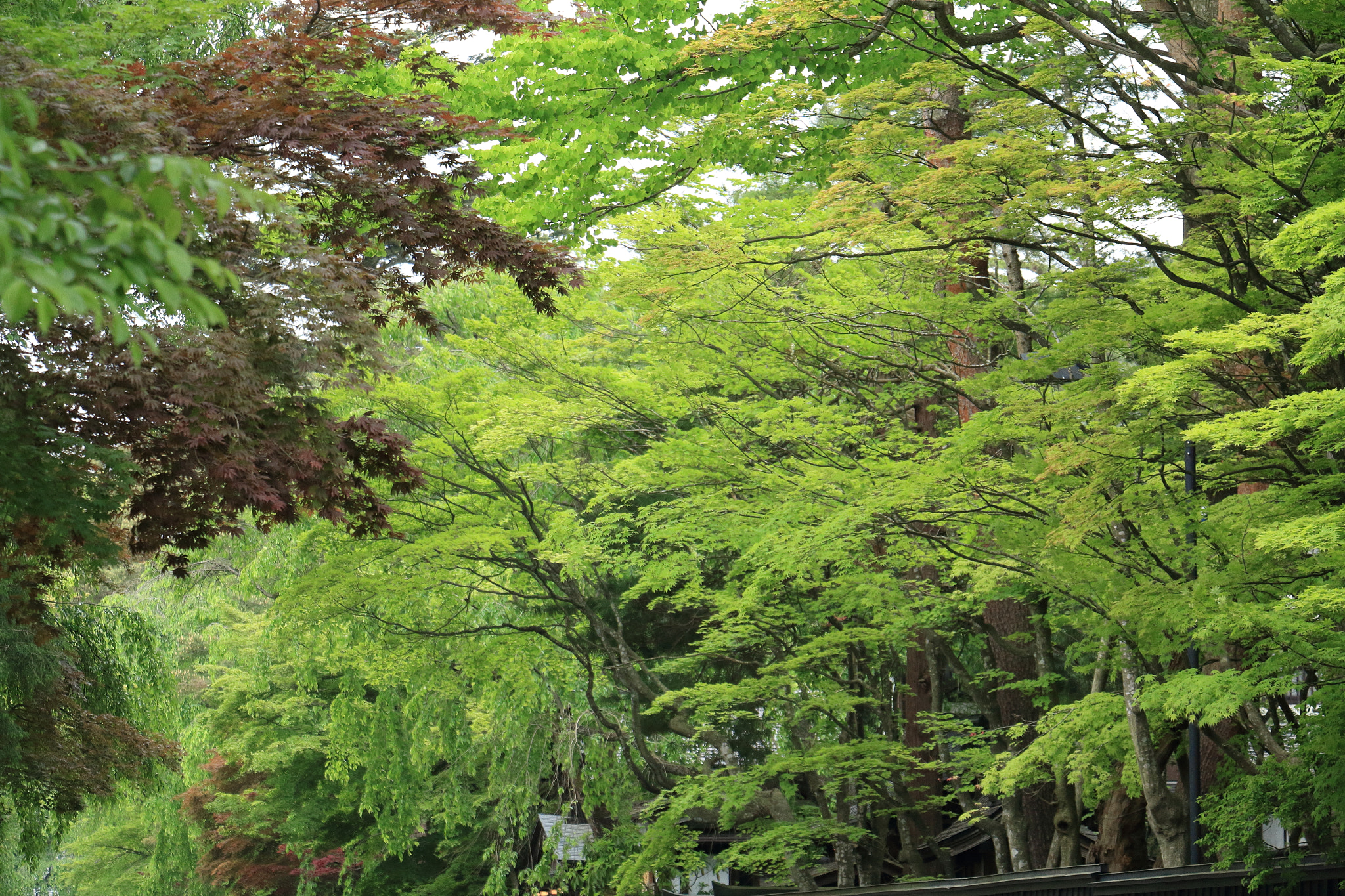 Canon EOS 60D sample photo. Kakunodate buke-yashiki samurai street photography