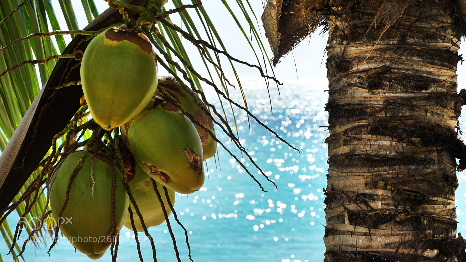 Sony a6000 sample photo. Coconout photography