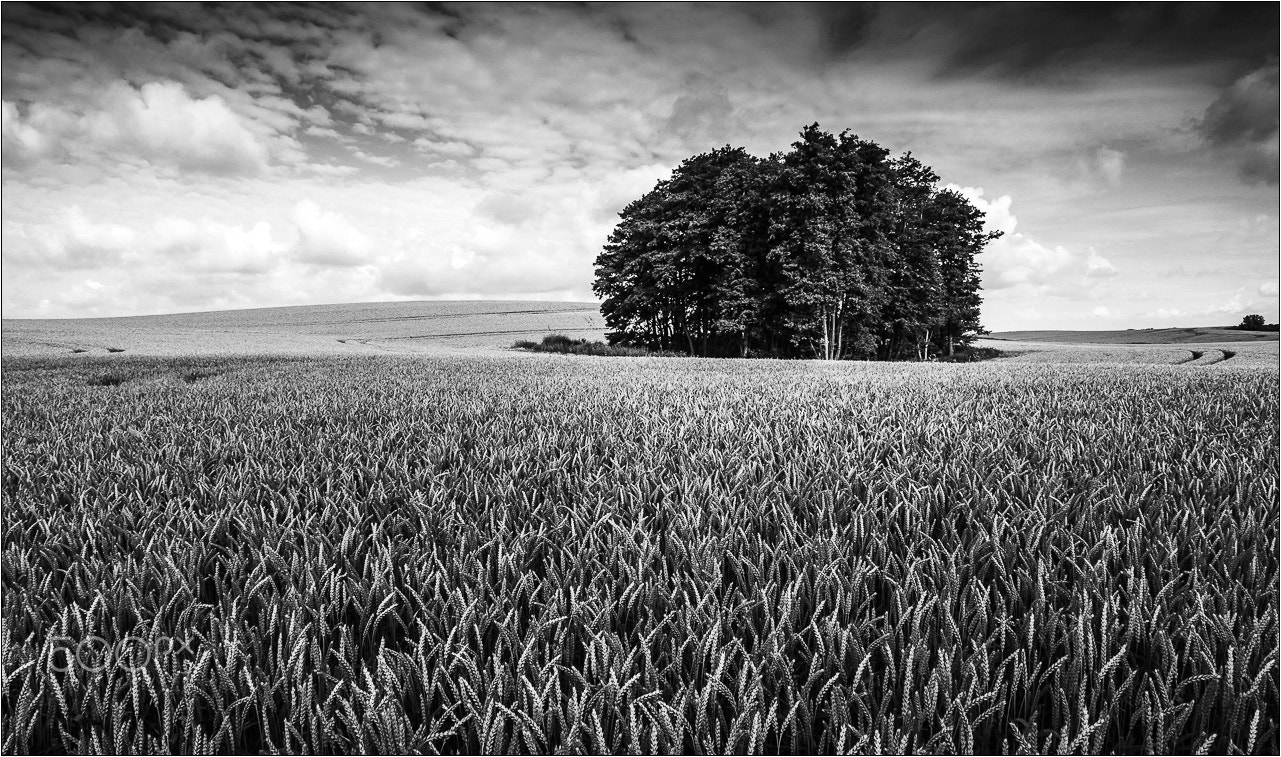 Sony Alpha DSLR-A500 sample photo. Endless cornfield photography