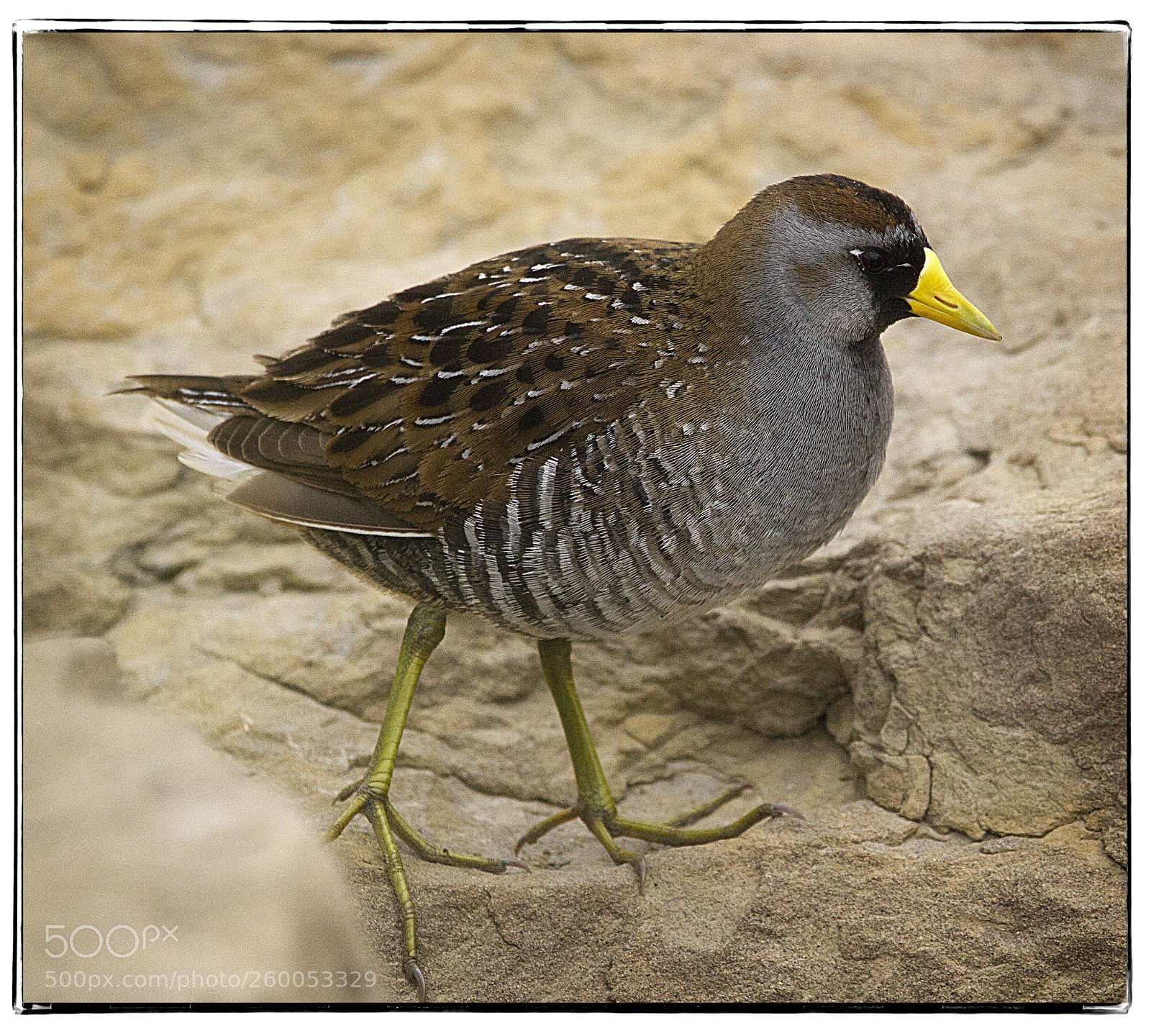 Canon EOS 7D sample photo. Sora on the rocks. photography