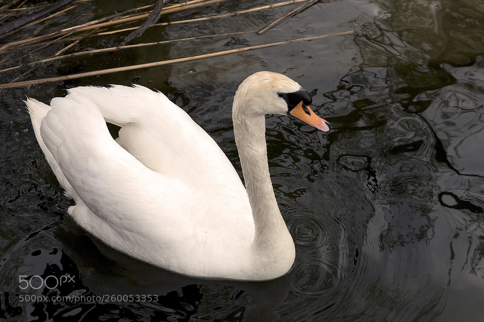 Pentax K-S2 sample photo. Swan in high park photography