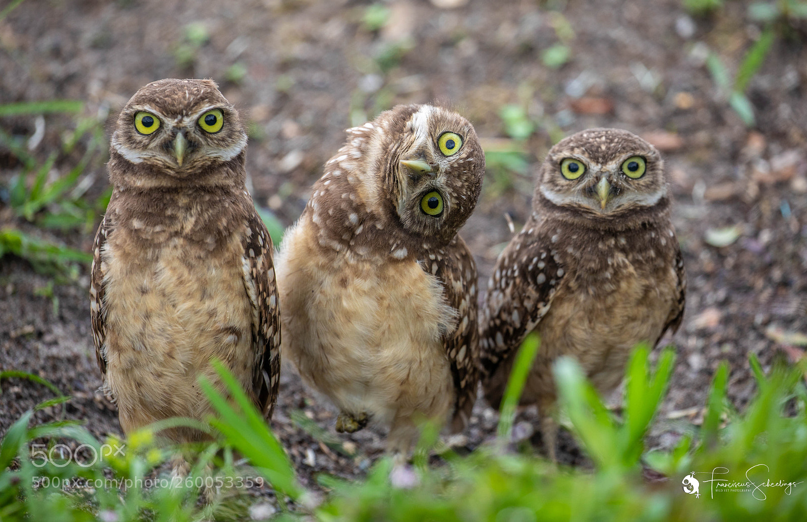 Canon EOS 5D Mark IV sample photo. Burrowing owls photography