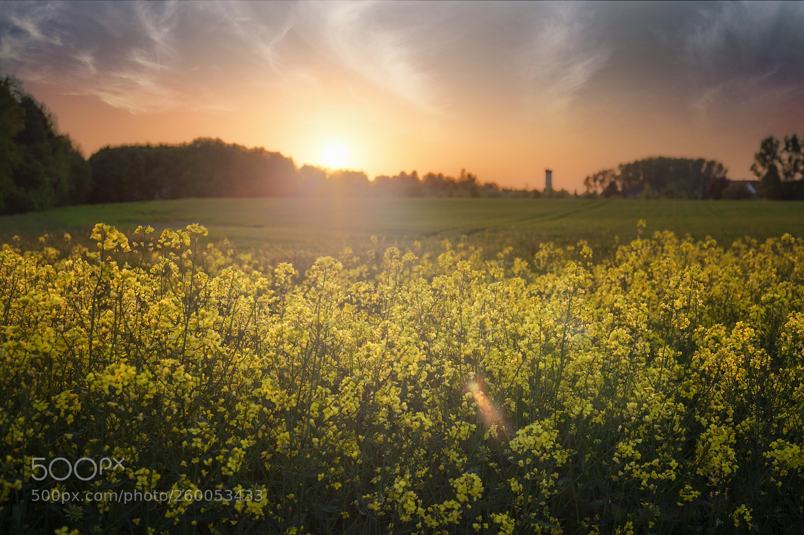 Canon EOS 5D Mark II sample photo. Rape field photography