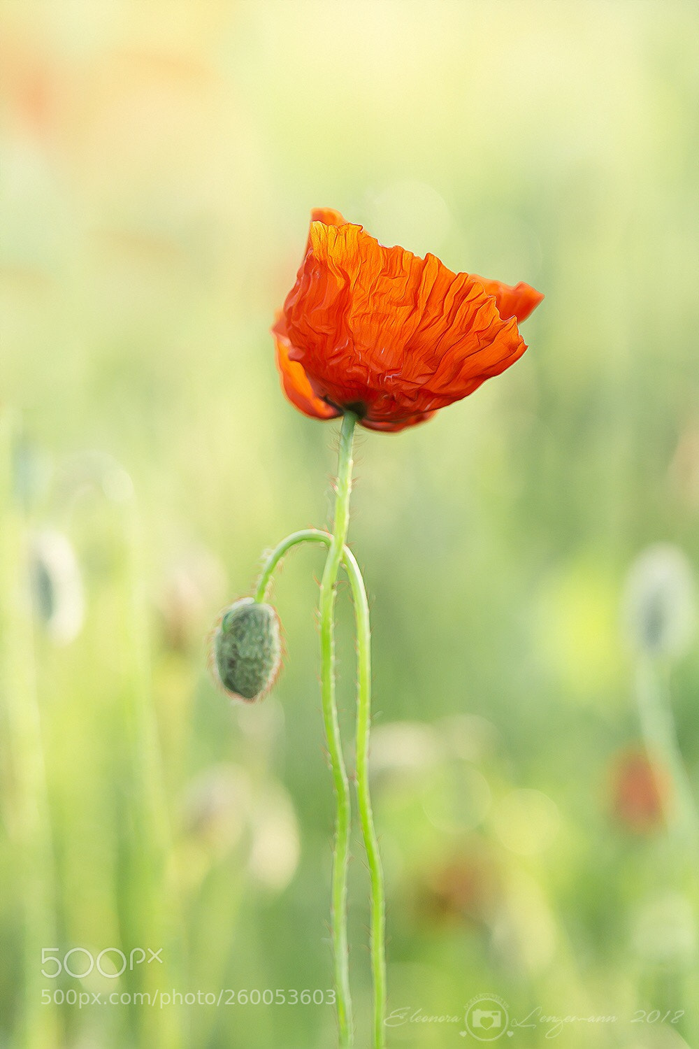 Sony a6000 sample photo. Mohn photography