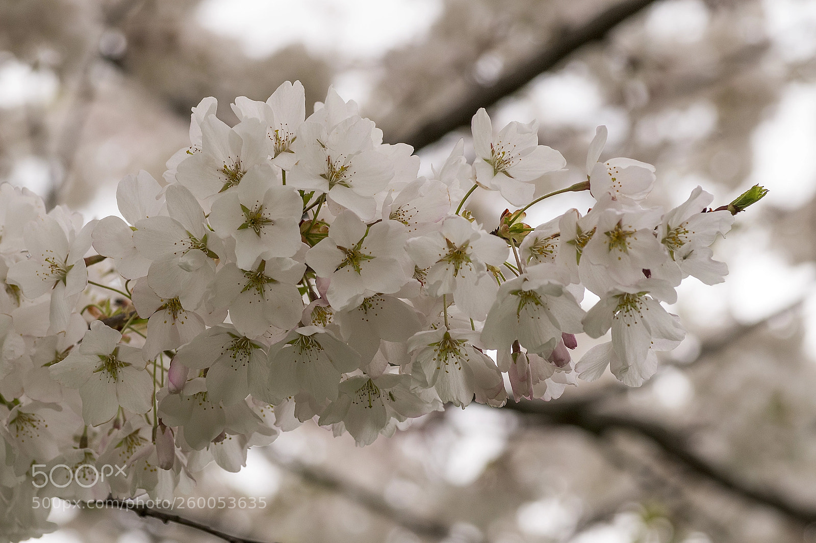 Pentax K-S2 sample photo. Cherry blossoms 2018 photography
