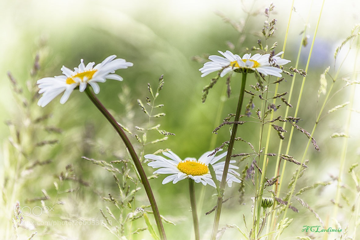 Canon EOS 5D Mark IV sample photo. Un, deux, trois photography