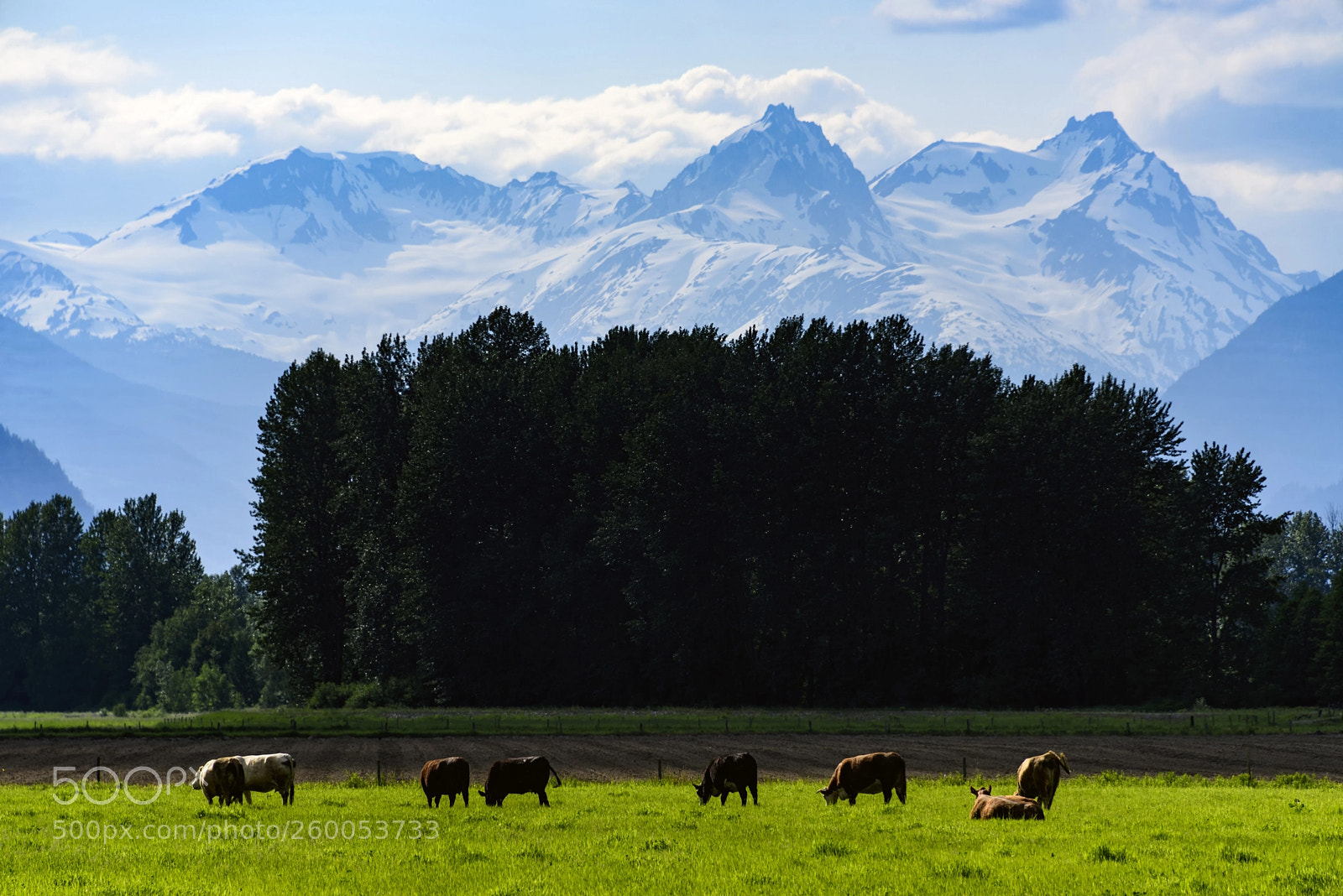 Nikon D810 sample photo. Warm valley happy cows photography